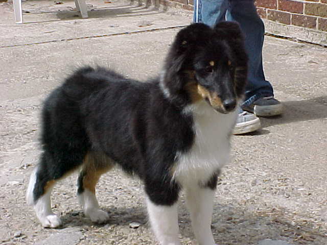 Willowglyn shelties hot sale